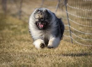 Purebred Keeshond