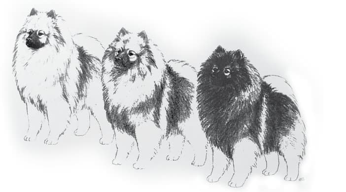 Keeshond's Correct Structure