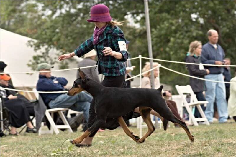 Allettare Doberman "Pie" winning the American Bred class at the prestigious Morris & Essex Kennel Club show, 2015.