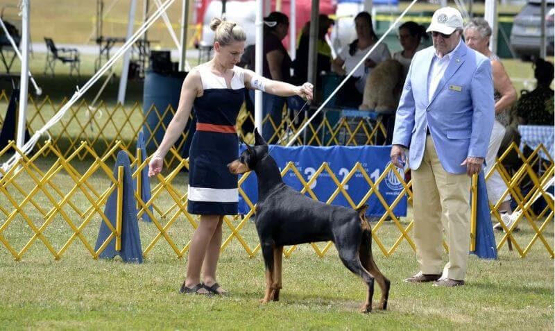 Allettare Doberman - GCH Allettare Royal Neuma “Neuma” 