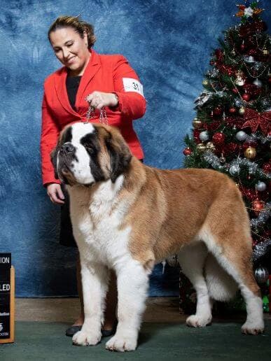 BrandauRidge Saint Bernards | Stacy Pagel & Pam Brandau