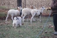 Purebred Keeshond Versatility