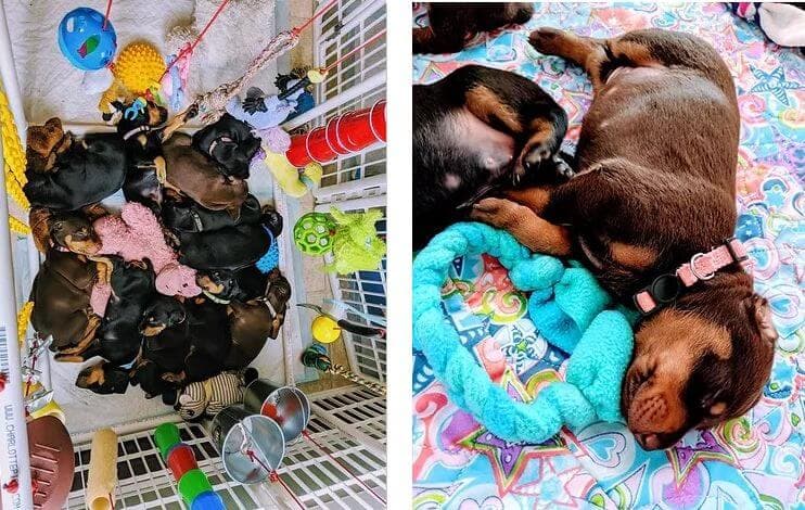 Allettare Doberman Puppies