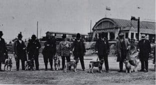 History of Standard Schnauzers in America