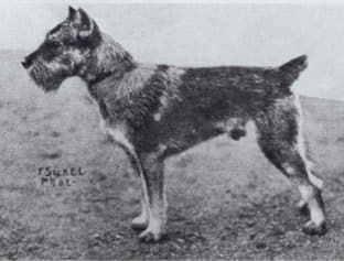 Ch. Sgr. Rigo v Schnauzerlust