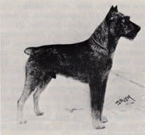 Ch. Sgr. Mampe v Hohenstein