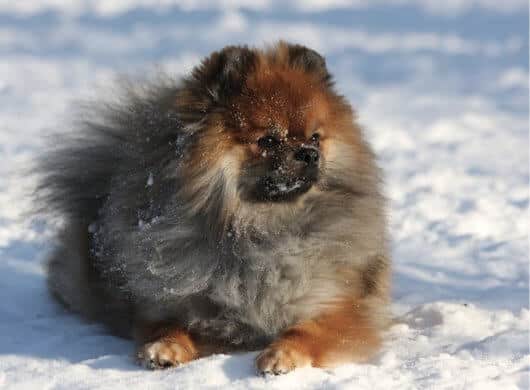Living with the Pomeranian