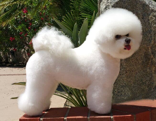 Bichon Frise