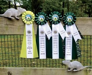 2022 National Earthdog Tests Hosted by Bedlington Terrier Club of America