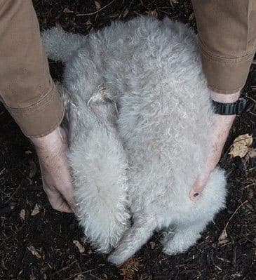 The Bedlington Terrier's Vocation 