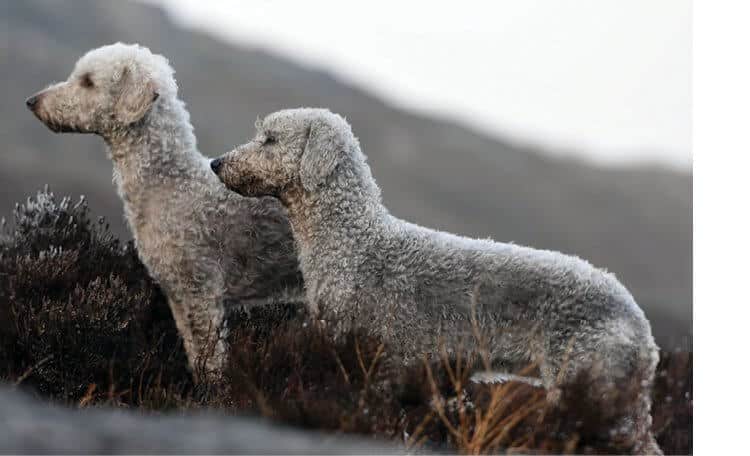 The Bedlington Terrier's Vocation