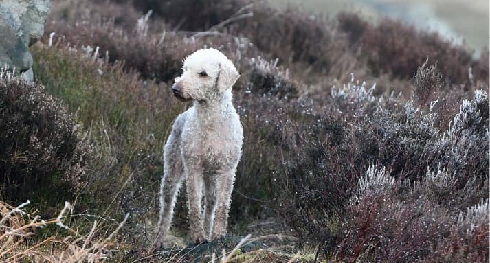 The Bedlington Terrier's Vocation 
