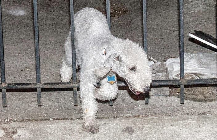The Bedlington Terrier's Vocation 