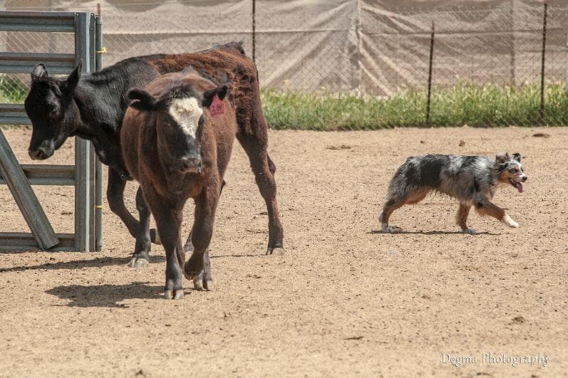Competitive Herding