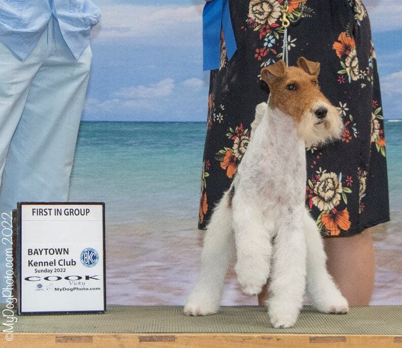 Baytown Kennel Club | Timothy Robbins