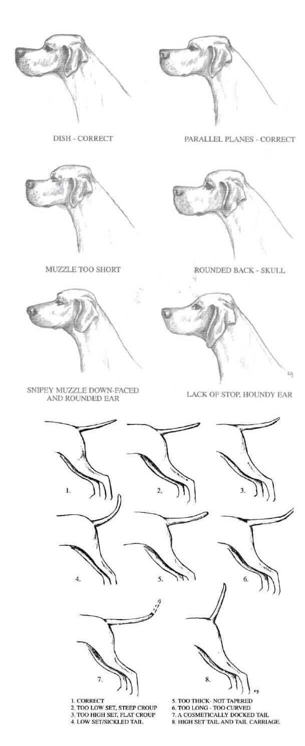 How to Judge the Pointer Dog Breed