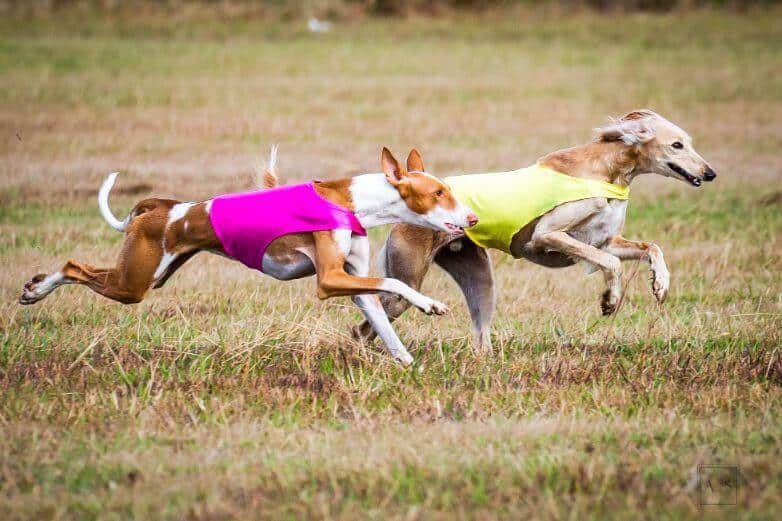 Symphony Ibizan Hounds | Phillip Martin