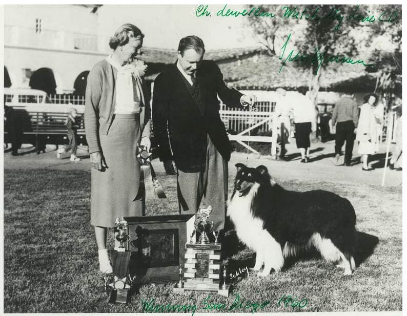 Photo of Judge Dorothy Long putiing Svend Jensen’s ‘Stormy’ to another of his BOB wins at San Diego Collie Club with Svend handling, as always.