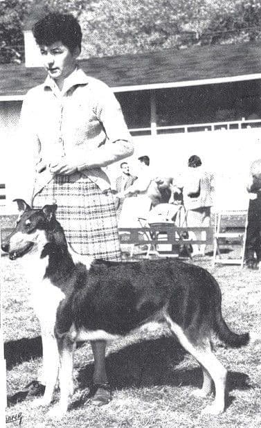 BOB Smooth Collie, Ch. Black Hawk of Kasan
