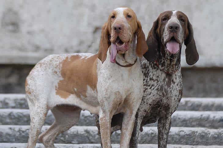 AKC Celebrates its 200th Recognized Breed - Bracco Italiano