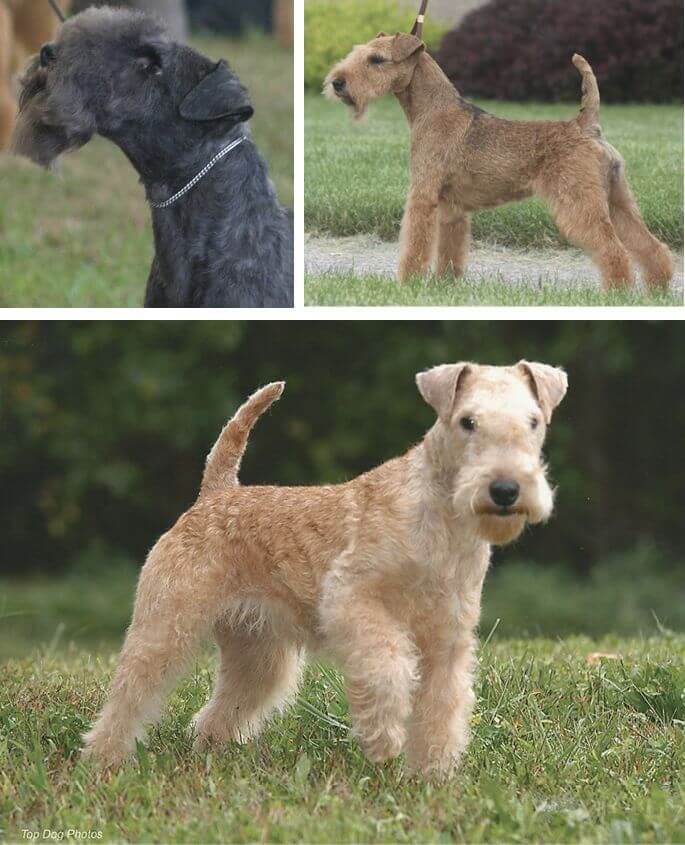 Many Colors of the Lakeland Terrier Dog Breed