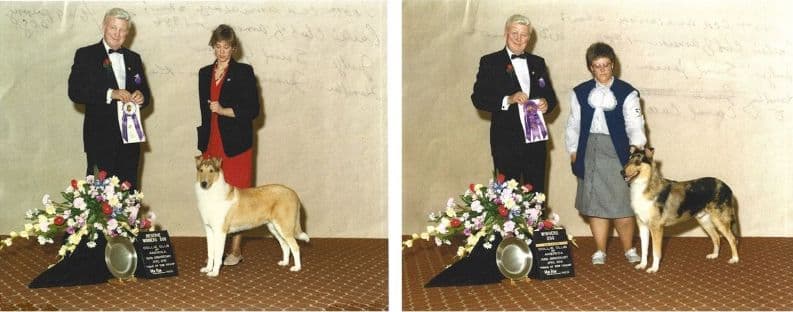 April 1986 – CCA president Svend Jensen judged Smooth Dogs at CCA Centennial (110th) National Show placing Carol Coleman’s Blue Merle WD to finish, and RD to a pretty Sable 6-9 Puppy, shown by Janine Walker Keith.