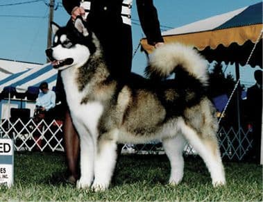 Alaskan Malamute Dog Side Photo