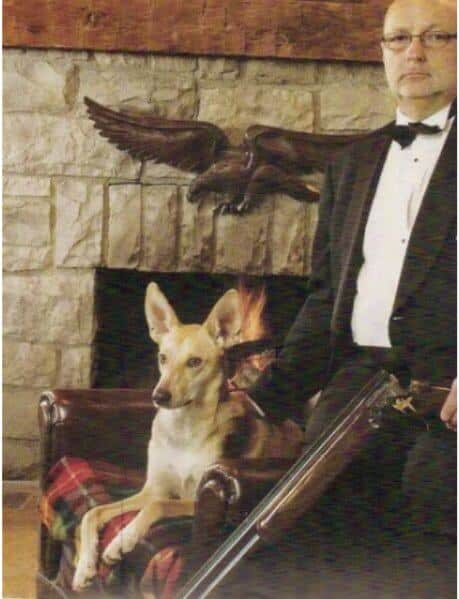 Portuguese Podengo Dog – Hunting Hound