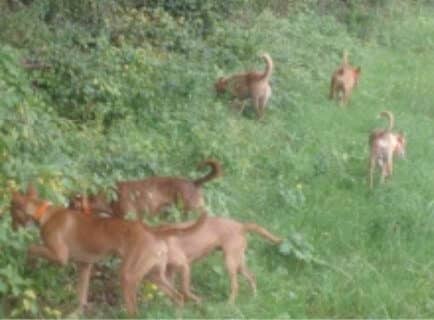 Portuguese Podengos hunting