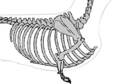 Dachshund front - Figure 1