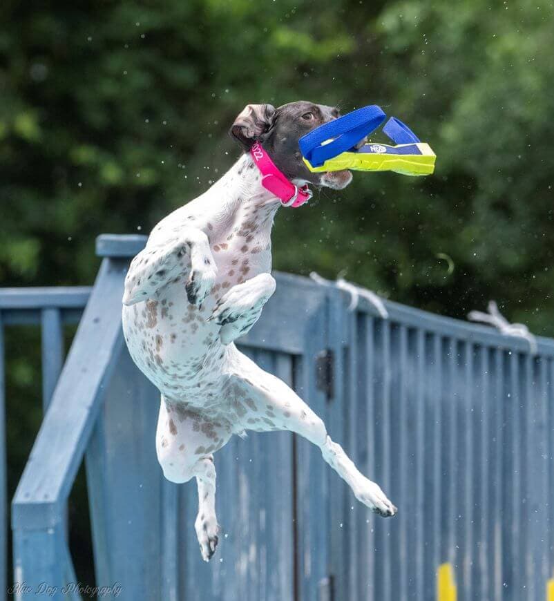 German Shorthaired Pointer catches the bumper 