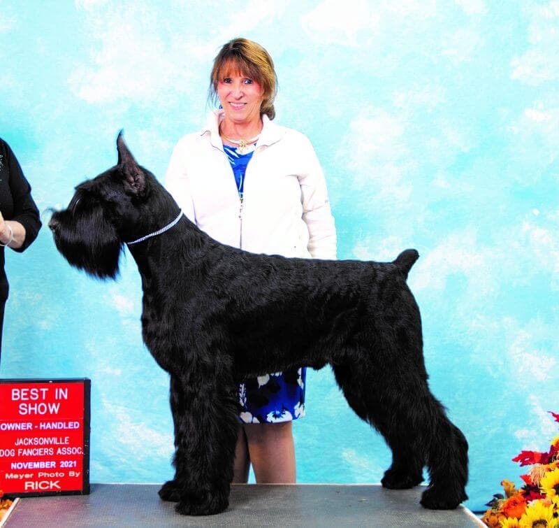 Robin Henderson - SpiceRack Giant Schnauzer - Working Group