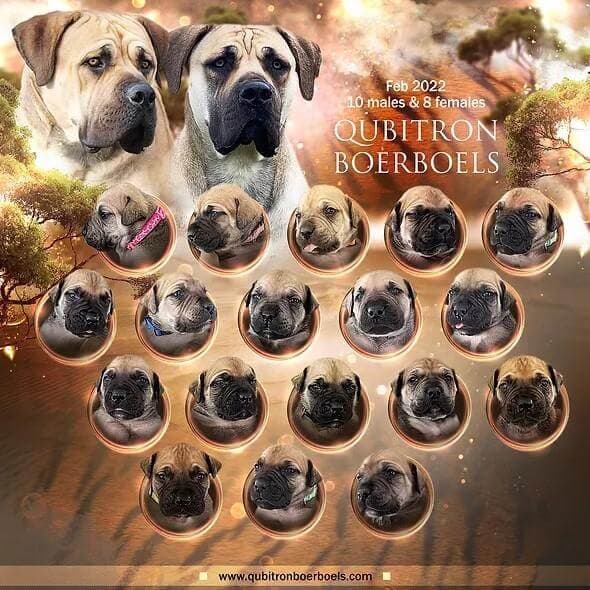Qubitron Boerboels