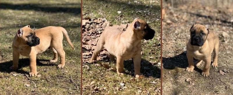 Puppies