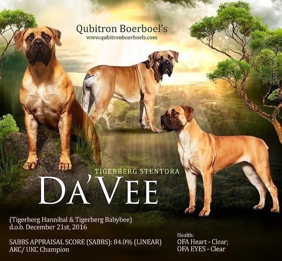 Qubitron Boerboels - CH Tigerberg Stentora CGC “DaVee”