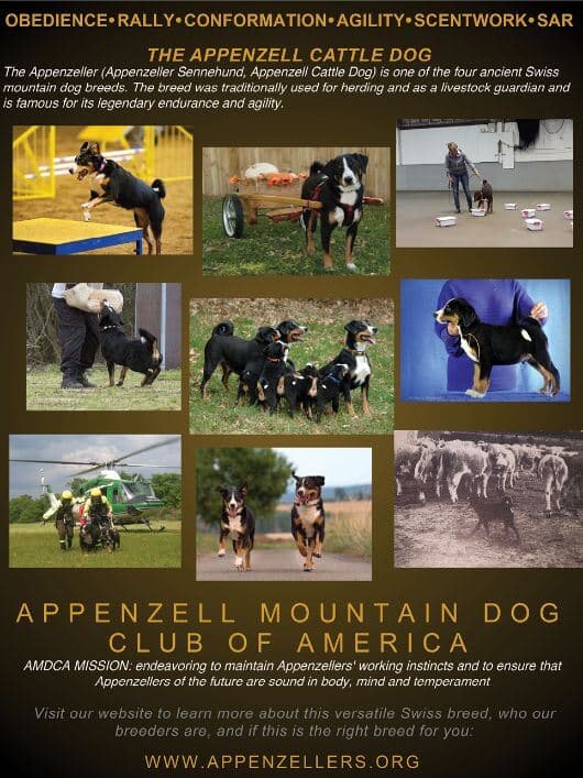 The Appenzeller Sennenhund