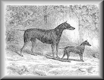 Manchester Terrier history