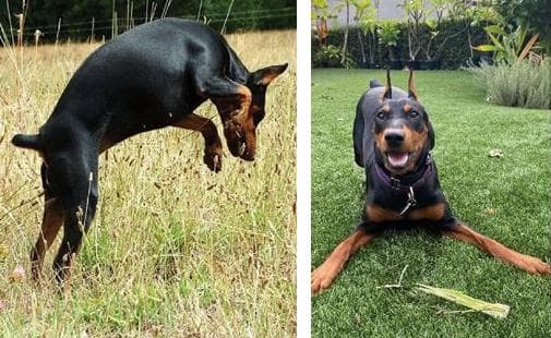 German Pinscher personality