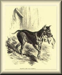 Manchester Terrier history