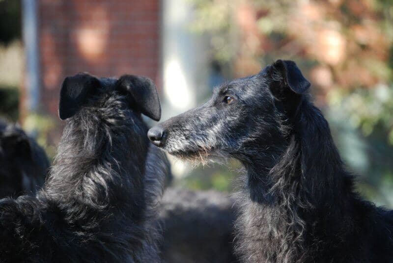 Two Scottish Deerhounds 