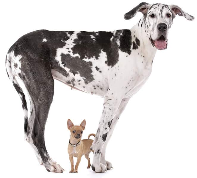 Figure 2. Chihuahua and Great Dane