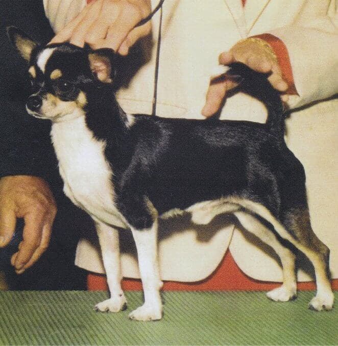 Chihahua being examined on the table
