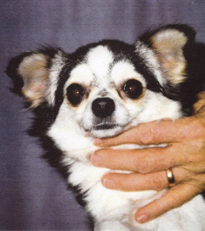 Chihuahua head photo
