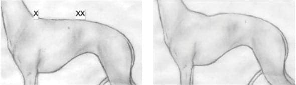 Left: The Ideal Body and Topline. Right: Although this topline is correct according to the Standard, the dip behind the shoulders is undesirable, as it lacks the elegant smoothness of the ideal topline.