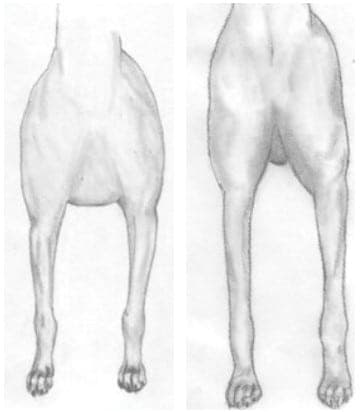 Left: Chest is wide rather than narrow, with too much rib spring. right: Chest is hollow. Even with the legs stacked straight there is incorrect attachment of the upper arm to the ribs.