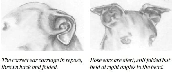 Italian Greyhound ear illustration