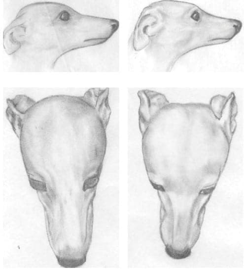 While both heads above are a different type, they are both correct.