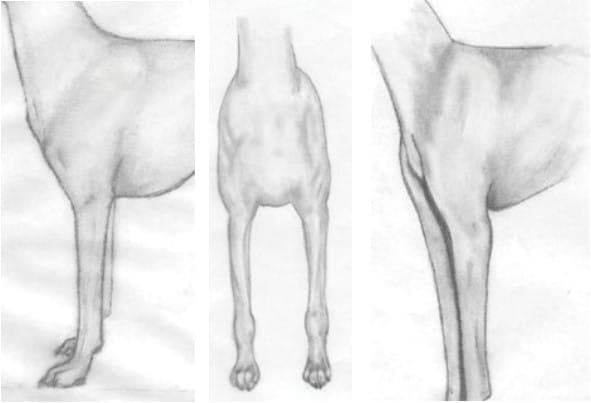 Left and middle: The ideal front assembly, shoulder long and sloping, legs set well under, chest deep and narrow. right: This front is incorrect. The shoulders are straight (upright), the legs are set on too far forward, and the chest is shallow and hollow.