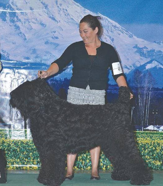 Lyla Morrell | Russia's Royalty Black Russian Terriers