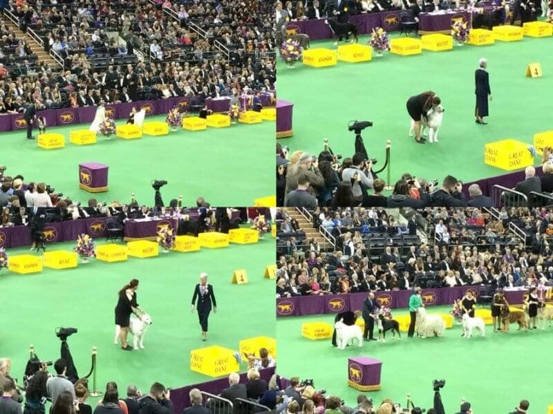 GCH Aegys Set Fire To The Wind RN, “Adele,” Best of Breed Winner Westminster 2015 photos, the dog is handled by the breeder/owner-handler Lynn Roberts